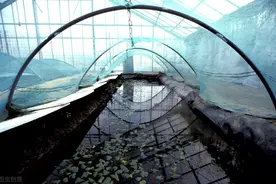 下河最怕的水蛭，如今1斤卖到750元，很多村民投入养殖，却是骗局图片