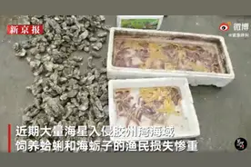 海天酱油哪种好？听说海星泛滥加点海天味极鲜酱油让它变身美味图片