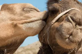 吻对你意味着什么：性的许可证，还是爱的保修卡？图片