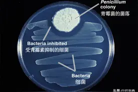 因为一个喷嚏，青霉素被意外发现，70年间拯救了上亿人的性命图片