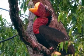 脑袋被人类盯上的鸟，比象牙还要值钱，因头骨价值80万惨遭灭族图片