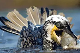 图集丨鸬鹚，“捕鱼小能手”已上线……图片