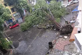 印度怎么了？台风又来，威胁“小上海”孟买！分析：影响有好有坏图片