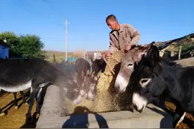 小伙贷300万养驴半年价格跌一半，光吃不长出手还是继续养，咋办图片