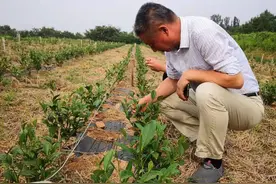 湖南省茶叶产业技术体系首席专家包小村到圣谷山茶场指导生产 品评圣谷山茯茶：创新制作黑茶，具有日照地域香图片
