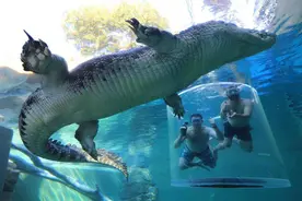 从5000到250000条，能一口咬碎人骨的湾鳄为何会泛滥？图片