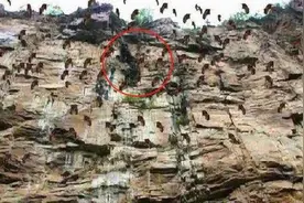 新疆30万只欧黄鼠集体跳崖之谜图片