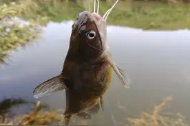 摘钩时被黄辣丁刺伤，指头被截险丧命，详解正确摘鱼方法图片