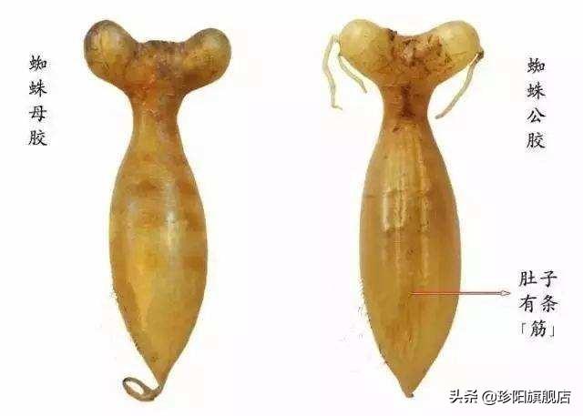 精选花胶筒过期能吃吗 2026年精选花胶筒过期能吃吗会中毒吗