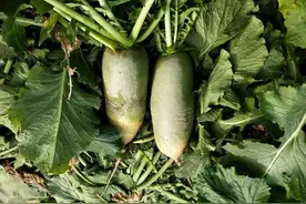 萝卜糠心产量低，并不都是品种原因，2个问题要注意图片