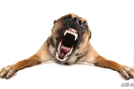 狗伤人后必须严惩狗主人图片