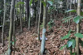 一直以为种殖玉桂，就像把钱存在银行，但今年却出乎意料图片