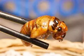 号称“唐僧肉”的金蝉能吃么？别走开，现在就带你了解一下图片