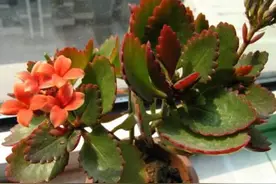 秋天长寿花叶片红彤彤，3招改善，4个方面预防，从此变得绿油油图片