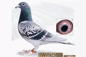 詹森育种原理核心二十八则图片