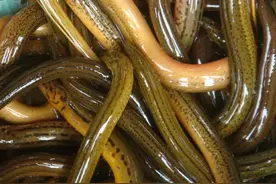 黄鳝平时钻进水稻田的泥土里，它们是吃什么东西长大的？图片