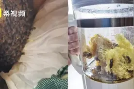 学生半年后返校发现衣柜藏蜂窝，赶走蜜蜂自己吃蜂蜜：真甜！图片