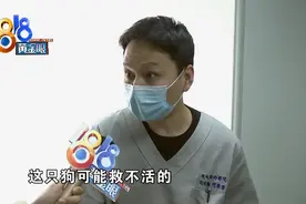 输血后狗狗没救回来，“张旭”认为是肿瘤导致图片