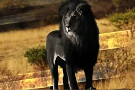 狮子的数量短暂恢复，但这几种更大的狮子已经灭绝了，只留下图像图片