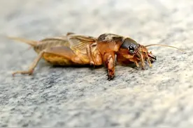 “土狗子”蝼蛄图片