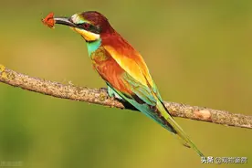 有的鸟放养后会自己飞回家，什么鸟认主人可以散养图片