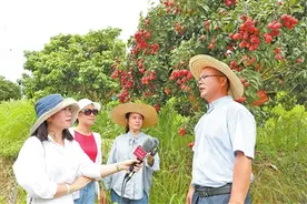 何明坤：“移花接木”接出“天价”荔枝图片