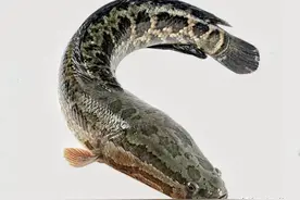 黑鱼难钓？搞懂习性、选对钓点，2种饵料用法及钓法，钓它不难图片