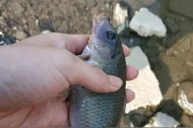 广东钓鱼人珠江钓起多条禾花鲤，这种鱼珠江才有？图片