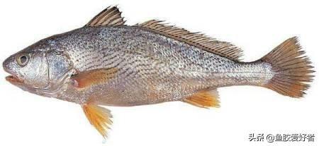 白花胶是什么鱼的鱼胶 2026年白花胶的特征