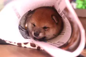 柴犬的一生：从出生到年老，柴犬各种表现及饲养知识详解图片