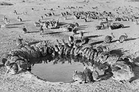 澳洲三大梦魇级入侵动物，中华田园犬灭绝袋狼，野兔将其变成荒漠图片