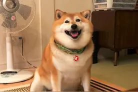 有一种狗，叫做爷爷奶奶带大的狗图片