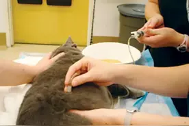 ​我的猫边尿尿边生气，怎么回事？图片