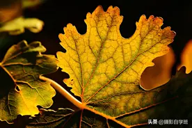 秋天叶子这么拍太美啦！秋叶11大摄影技巧，用27张照片对比讲图片