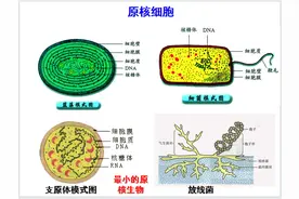 高中生物总复习之细胞结构功能图汇总，彩色图片（超详细）图片