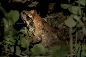 小蝌蚪在长大，是青蛙？还是蛤蟆？图片