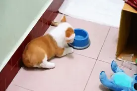 柯基身上最吸引人的地方，哪一个让你受不住“诱惑”？图片