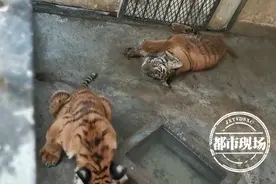 喜讯！南昌动物园新添3只华南虎宝宝，这么萌不来看看吗？图片