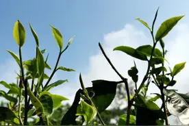 茶文化，蕴藏着哪些内涵？图片