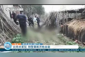 六七十斤比特犬发狂，攻击狗主人 涟水特警果断开枪击毙图片