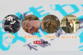 大象、藏狐、大熊猫、东北虎……这些可爱的动物贡献了精彩表情包图片