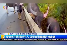 红河鸡石高速大货车发生侧翻，车上一头受惊的水牛狂顶赶牛人！视频封面