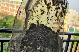 马蜂酒泡制～～主治风湿，类风湿，缓解疲劳图片