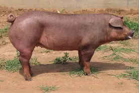 我国养猪“卡脖”之战：9成种猪国外引，37个本土黑猪濒临灭绝图片