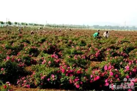 首届美丽卧龙文化旅游节游玩攻略·谢庄玫瑰园图片
