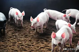 俄罗斯牛肉对华出口猛涨26倍，猪肉价跌惨，养猪盈利不足300元图片
