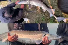 长江多次发现杂交鲟鱼，捕捉后还不许放生，它是怎么来的？图片