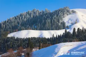 雪后那拉提森林公园银装素裹图片