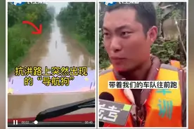 抗洪路上遇土狗带头领路，上演现实版“导航狗”，点赞中华田园犬图片