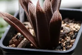 那些带刺的多肉植物，看上去凶恶，其实很温柔图片